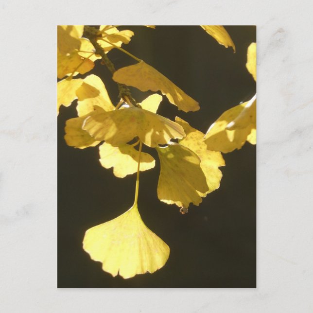 Carte postale DIY Ginkgo Feuilles d'automne ensole (Devant)