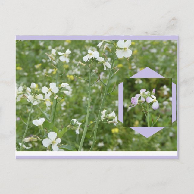 Carte postale DIY Mayflowers (Devant)