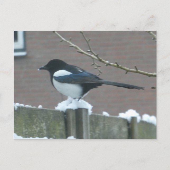 Carte postale DIY Pie dans la neige (Devant)