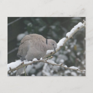 Carte postale DIY Tourterelle turque dans la neige