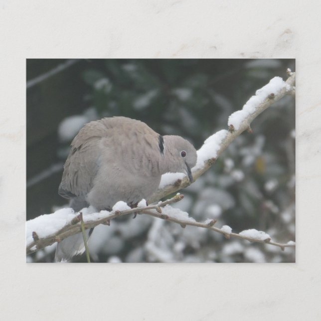 Carte postale DIY Tourterelle turque dans la neige (Devant)