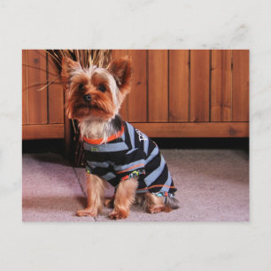 Carte Postale DJ - Yorkshire Terrier - Smith