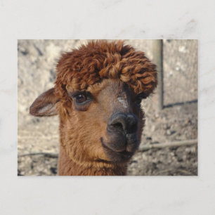 Carte postale do-it-yourself Alpáca Brown