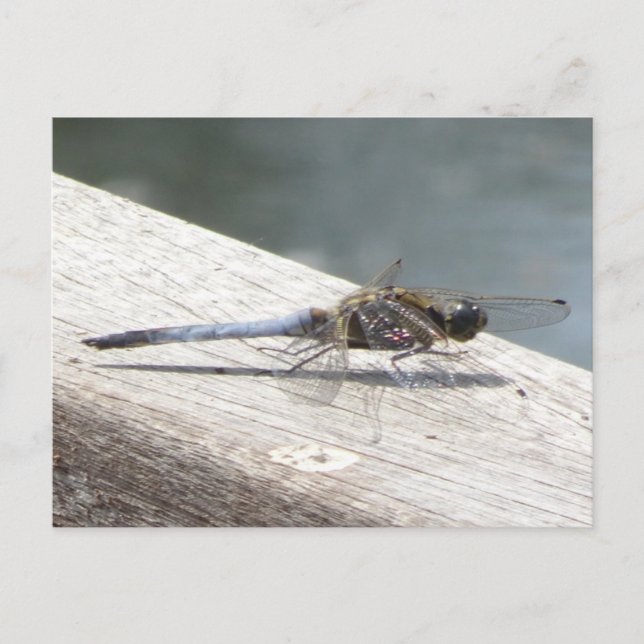 Carte postale do-it-yourself Blue Dragonfly (Devant)