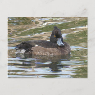 Carte postale do-it-yourself canard touffu