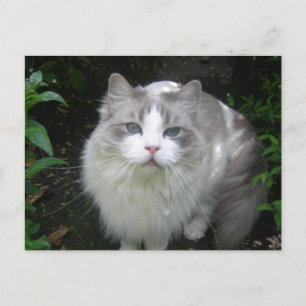 Carte postale do-it-yourself chat Ragdoll