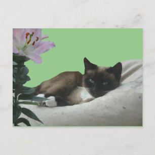 Carte postale do-it-yourself Chat Siamese