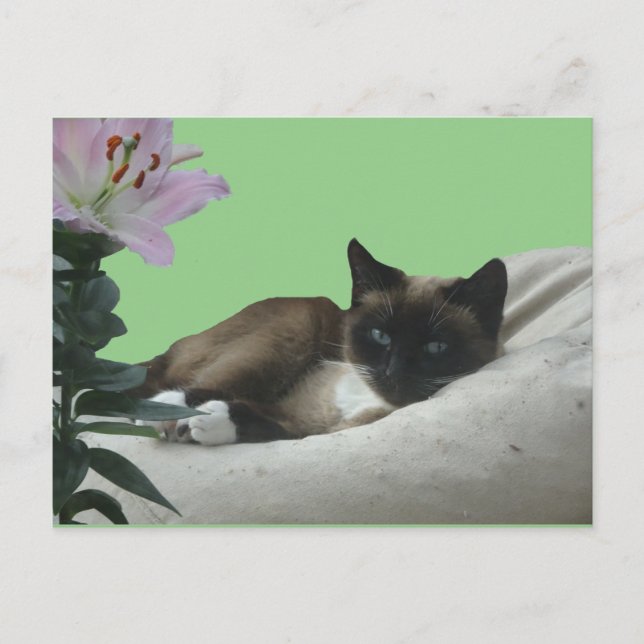 Carte postale do-it-yourself Chat Siamese (Devant)
