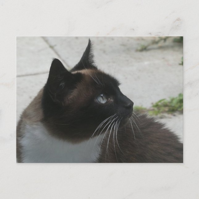 Carte postale do-it-yourself Chat Siamese (Devant)