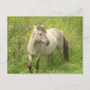 Carte postale do-it-yourself Cheval sauvage