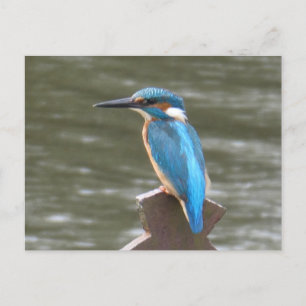 Carte postale do-it-yourself Cute Kingfisher