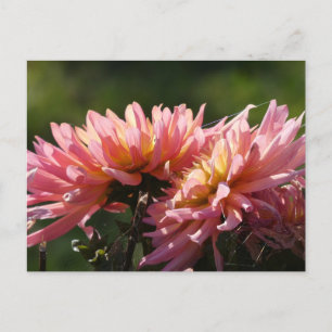 Carte postale do-it-yourself de Sunny Pink Dahlia
