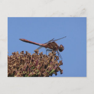 Carte postale DO-IT-YOURSELF Dragonfly