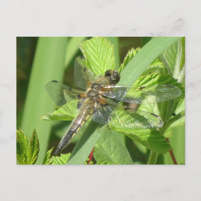 Carte postale do-it-yourself Dragonfly Brown (Devant)