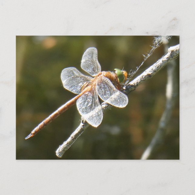 Carte postale do-it-yourself dragonfly de Hawker v (Devant)