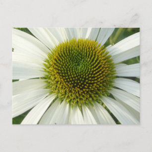 Carte postale do-it-yourself Fleur blanche