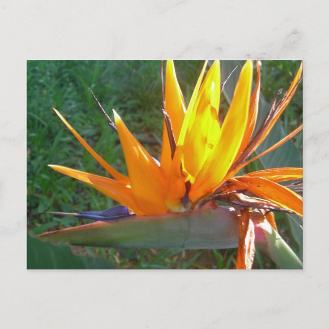 Carte postale do-it-yourself Fleur Orange Strelitz (Devant)