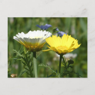 Carte postale do-it-yourself Fleur sauvage blanc e