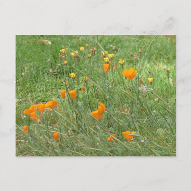 Carte postale do-it-yourself Fleurs sauvages orang (Devant)