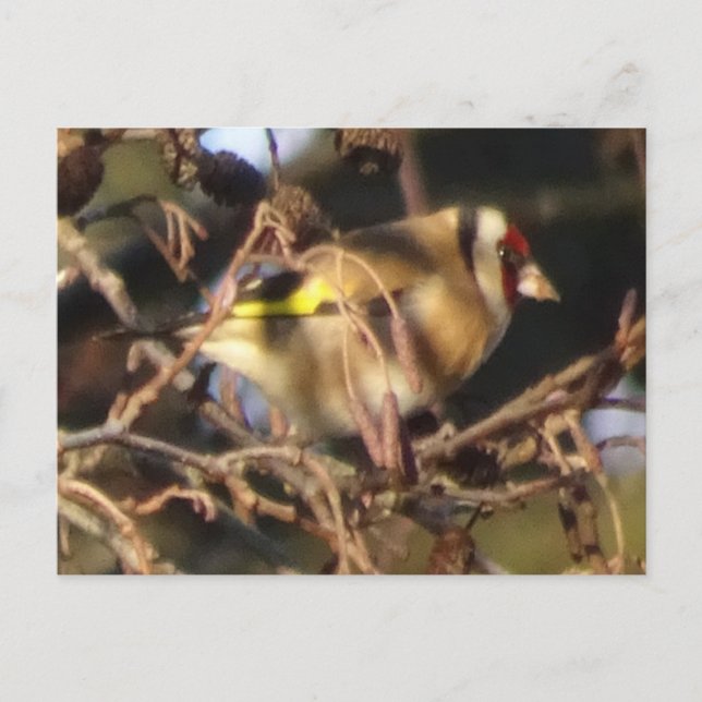 Carte postale do-it-yourself Goldfinch (Devant)