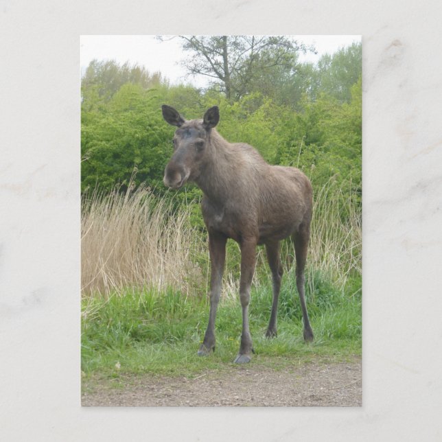 Carte postale do-it-yourself mignonne (Devant)
