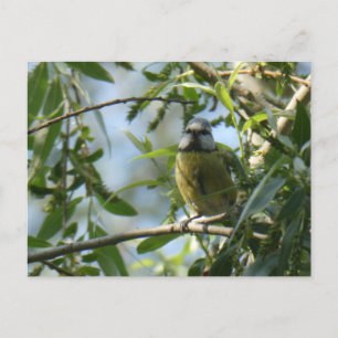 Carte postale do-it-yourself Oiseau coloré
