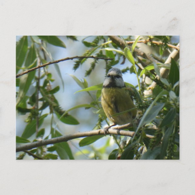 Carte postale do-it-yourself Oiseau coloré (Devant)