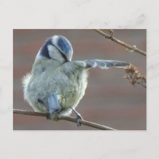 Carte postale do-it-yourself petit oiseau (Devant)