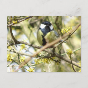 Carte postale do-it-yourself petit oiseau