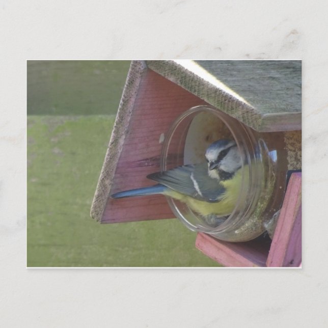 Carte postale DO-IT-YOURSELF Petit Oiseau Coloré (Devant)