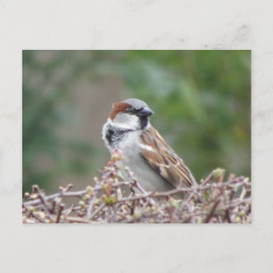Carte postale do-it-yourself Sparrow