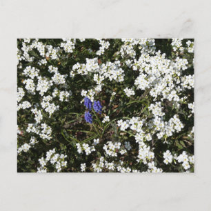 Carte postale do-it-yourself Yarrow & Graphe