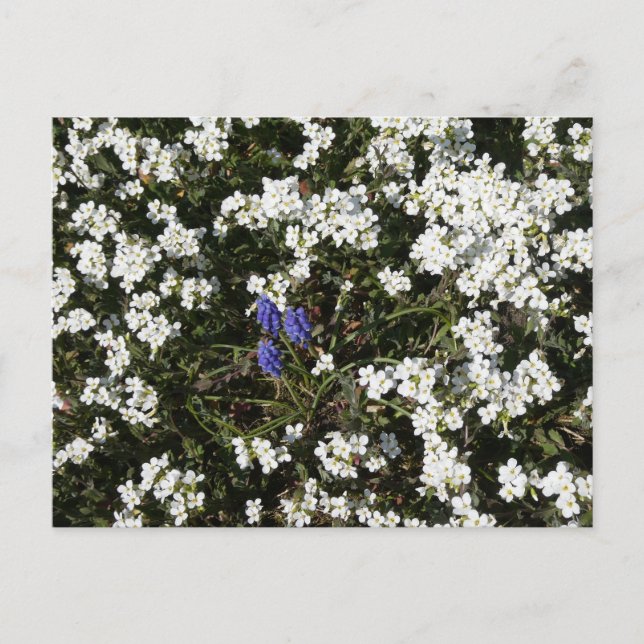 Carte postale do-it-yourself Yarrow & Graphe (Devant)