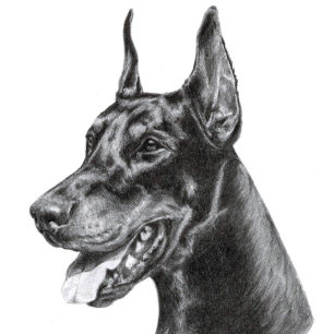 Carte Postale Doberman