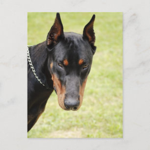 carte postale doberman effrayante