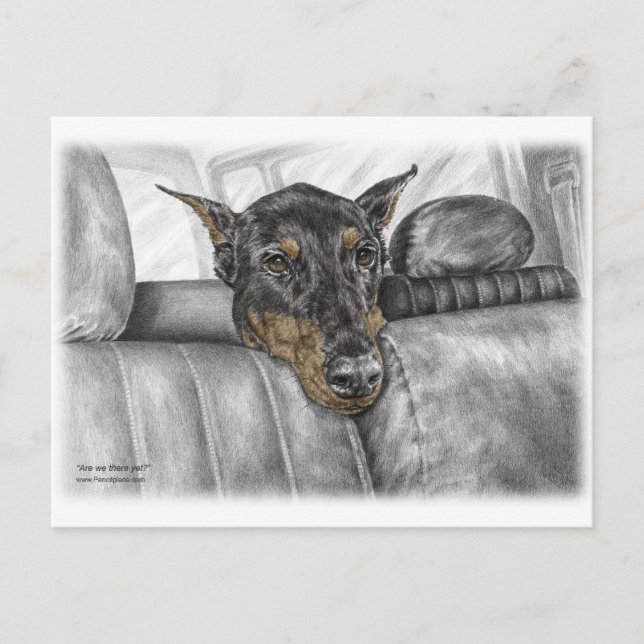 Carte Postale Doberman en voiture (Devant)