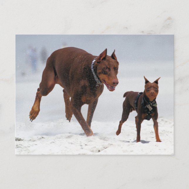 Carte Postale Doberman et Min Pin - REGARDEZ ! Un Mini Moi ! (Devant)