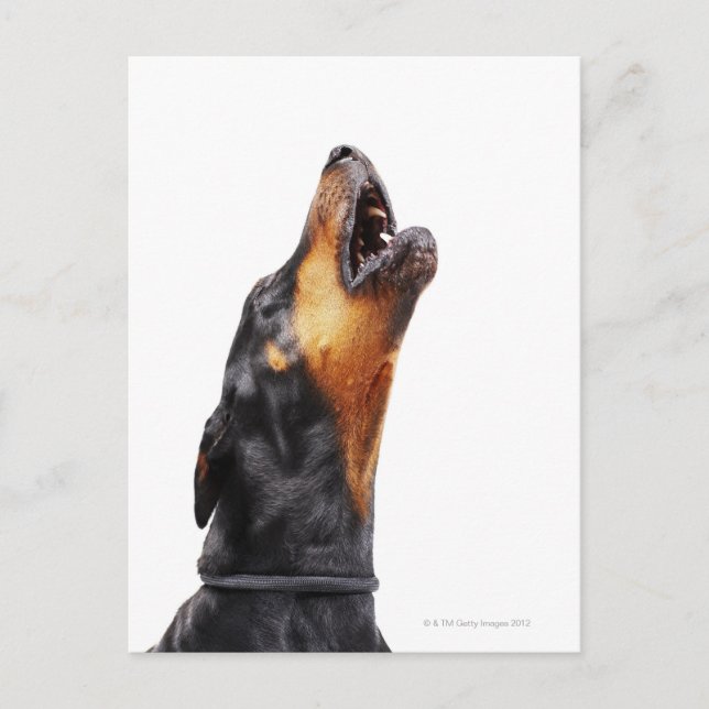 Carte Postale Doberman hurle (Devant)