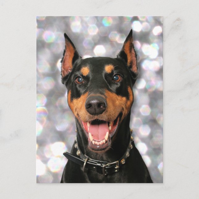 Carte Postale Doberman - Megyan (Devant)