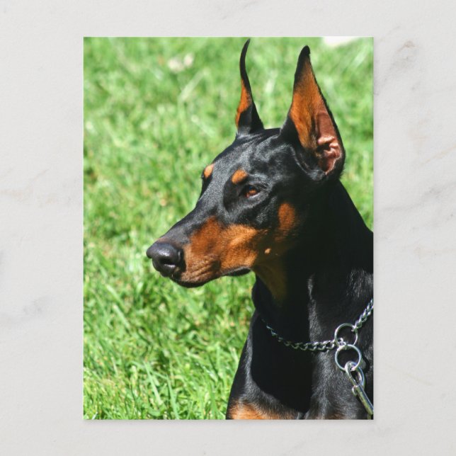 Carte postale Doberman Pinscher (Devant)