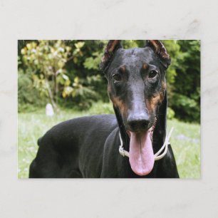 Carte postale Doberman Pinscher Chien