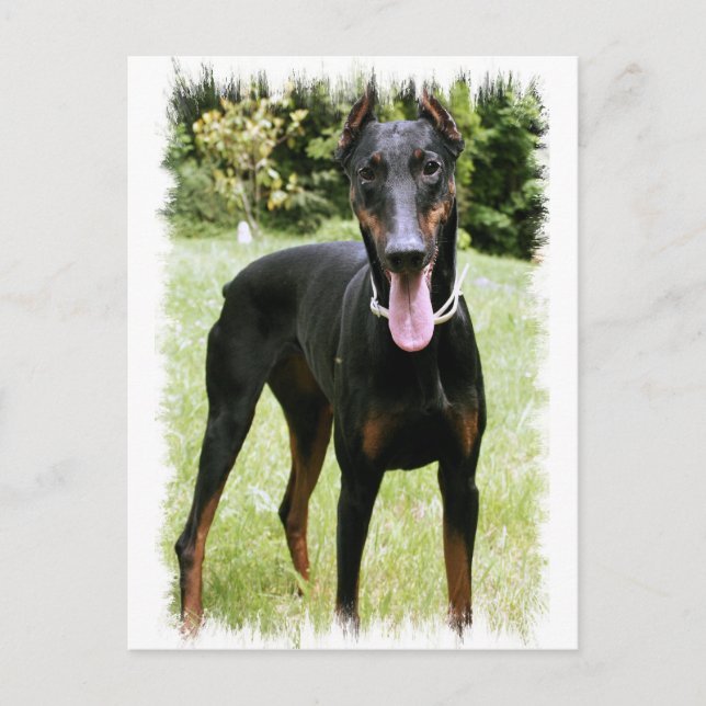Carte postale Doberman Pinscher Chien (Devant)