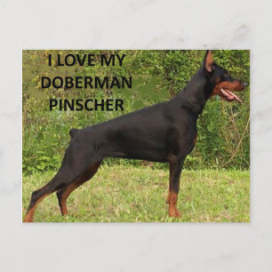 Carte Postale doberman pinscher love w pic