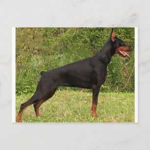 Carte Postale doberman pinscher noir plein