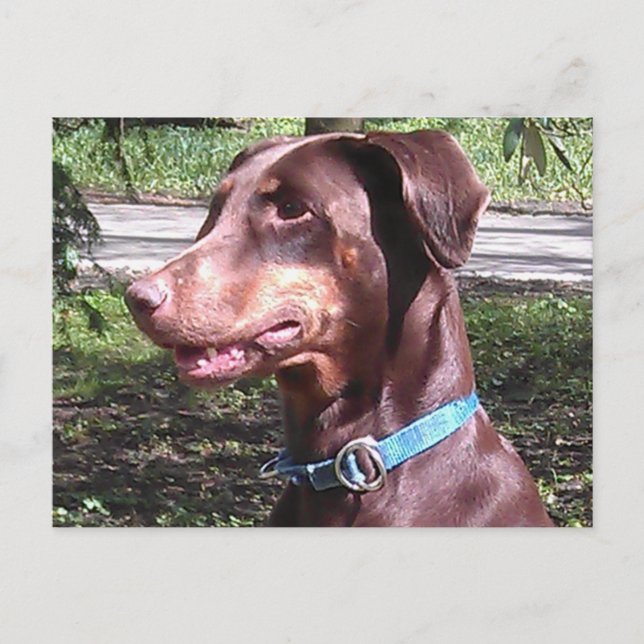 Carte Postale Doberman Pinscher Rouge (Devant)
