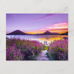 Carte Postale dock en bois brun entre le champ de fleurs de lava