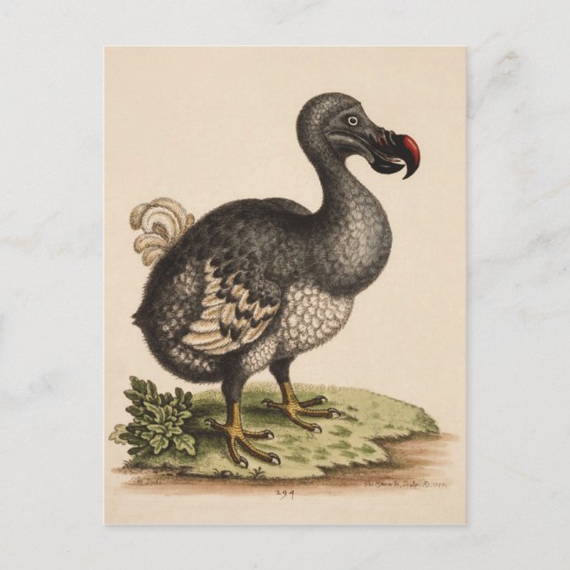 Carte Postale Dodo (Devant)