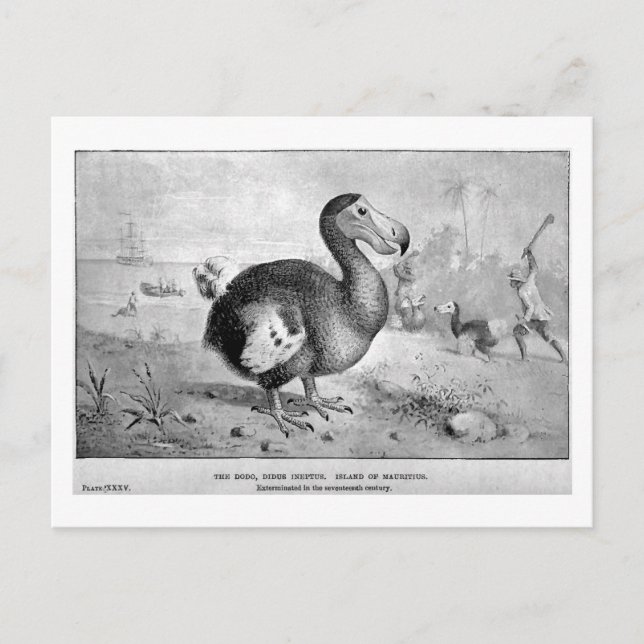 Carte postale Dodo Art (Devant)
