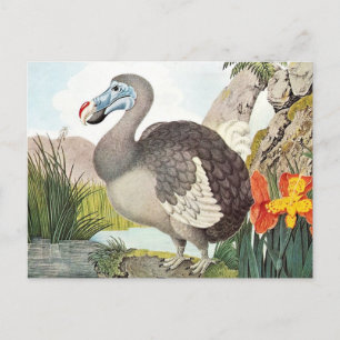 Carte Postale Dodo Bird Art vintage
