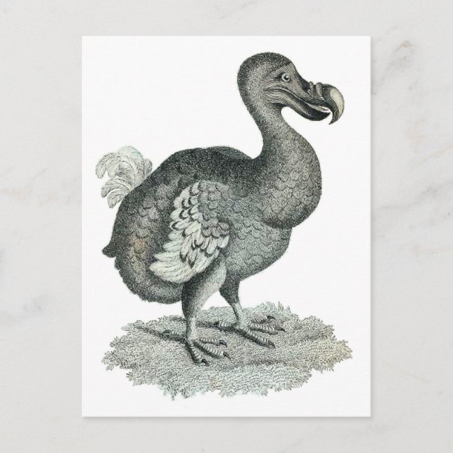 Carte Postale DoDo Bird Print (Devant)